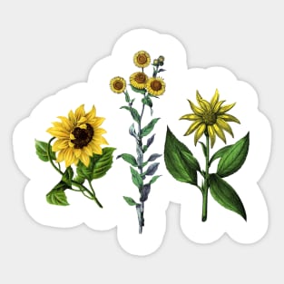 Vintage Botanical Flower Sticker